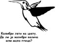 r_kolibri
