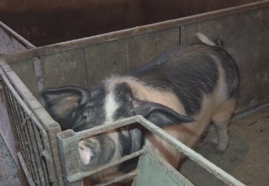 STOČARI NA OPREZU: Afrička kuga se približava Rasinskom okrugu!