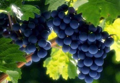Udruženje vinogradara i vinara „Župa“ protiv izgradnje transfer stanice u Zleginji ili Novacima Udruženje vinogradara i vinara „Župa“ protiv izgradnje transfer stanice u Zleginji ili Novacima