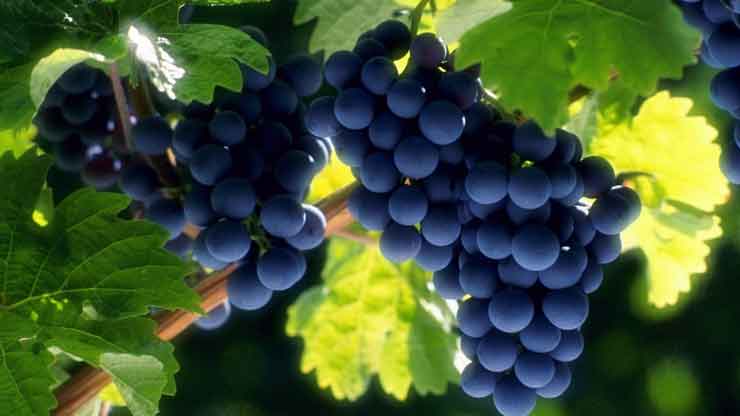 Udruženje vinogradara i vinara „Župa“ protiv izgradnje transfer stanice u Zleginji ili Novacima Udruženje vinogradara i vinara „Župa“ protiv izgradnje transfer stanice u Zleginji ili Novacima