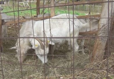 Zbog boginja kod ovaca i koza preporuka stočarima da budu oprezni