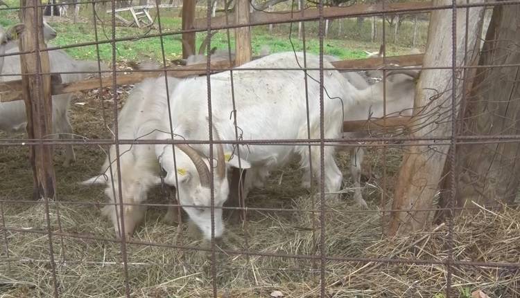 Zbog boginja kod ovaca i koza preporuka stočarima da budu oprezni