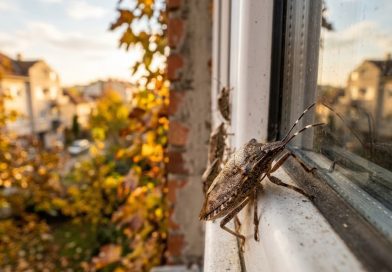 Smrdibube ponovo okupirale kuće: Kako ih se rešiti i sprečiti da prezime u stanu